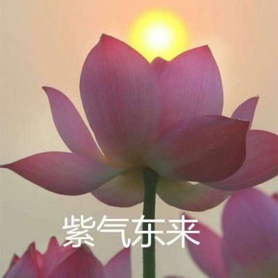 逆水龙寒手游下载